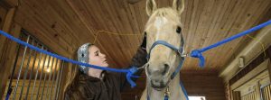 A girl brushes the coat of a horse