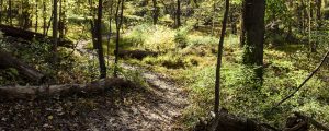 A path winds through a forest.