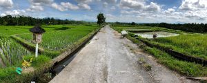 A paved road lies centered between rice fields under sunny skies.